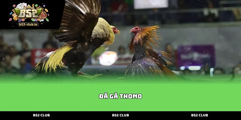 Khám phá đấu trường Đá Gà Thomo đỉnh cao và kịch tính tại b52