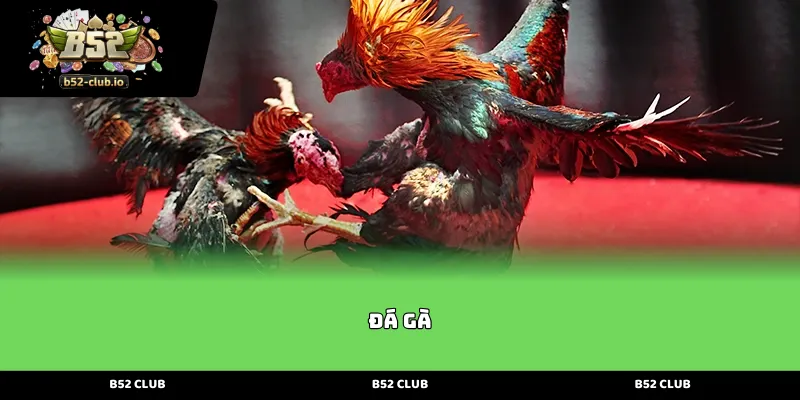 da ga Giới thiệu sảnh cược Đá Gà chiến kê đầy kịch tính và hấp dẫn